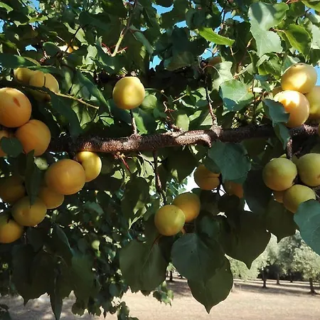 Bed & Breakfast Dedo 3*