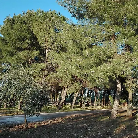 Dedo 3* تيرليتسي