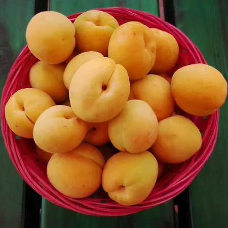 Bed and breakfast Dedo Terlizzi