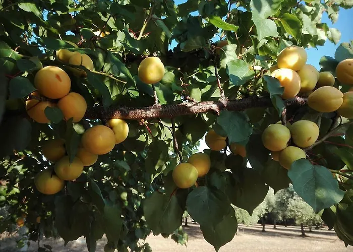 Bed & Breakfast Dedo 3*